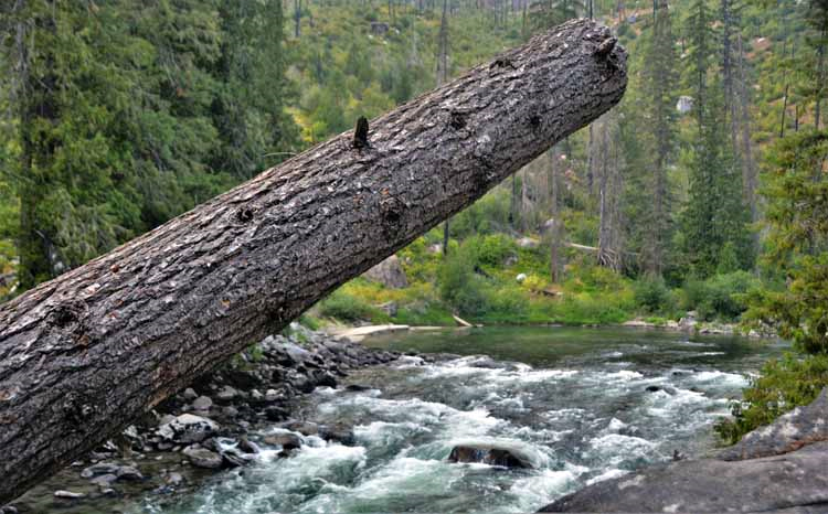 tree log over river